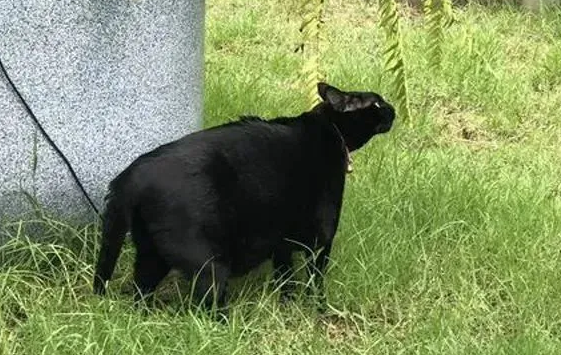 网友家的黑猫总被说是黑熊,一看体型,好像也没错! 网友家的黑猫总被说是黑熊,一看体型,好像也没错!
