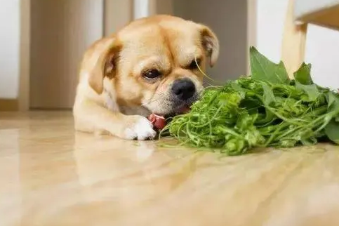 小狗狗吃什么零食比较好