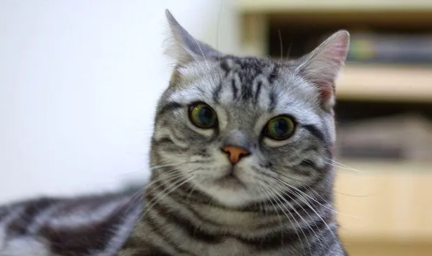不纯的美短猫多少钱一只 不纯的美短猫多少钱一只