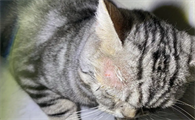 猫咪猫癣擦了药后猫癣变黑了是怎么回事?