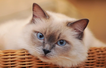 两岁的猫一般多重算正常
