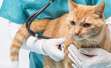 猫黄疸吃什么药可以退黄