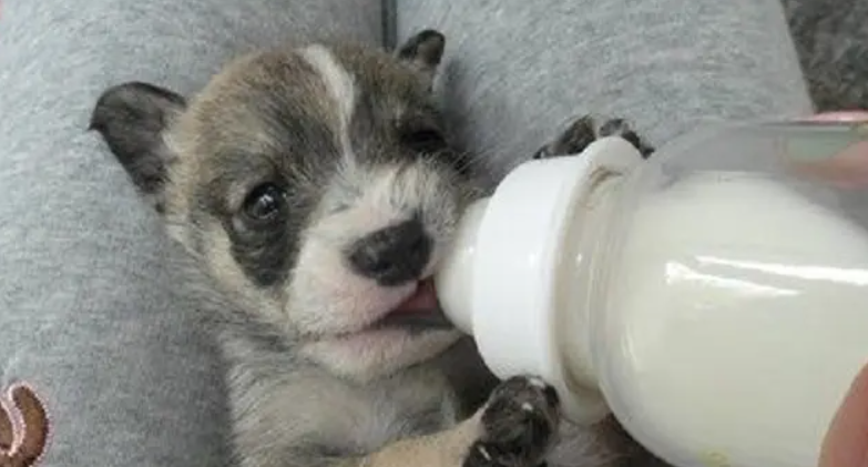 小狗能喝牛奶吗1