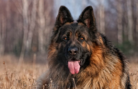 刚出生的狗会有狂犬病吗？可能出现，记得预防