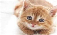 猫吃维生素B有什么用