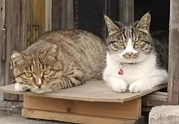 猫突然不吃猫粮了,这是为什么?需要换猫粮吗? 猫突然不吃猫粮了,这是为什么?需要换猫粮吗?