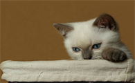 猫身上有伤口怎么治疗