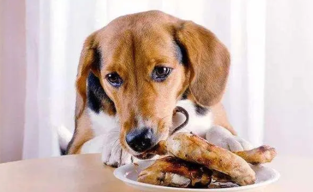 狗不能吃什么食物”