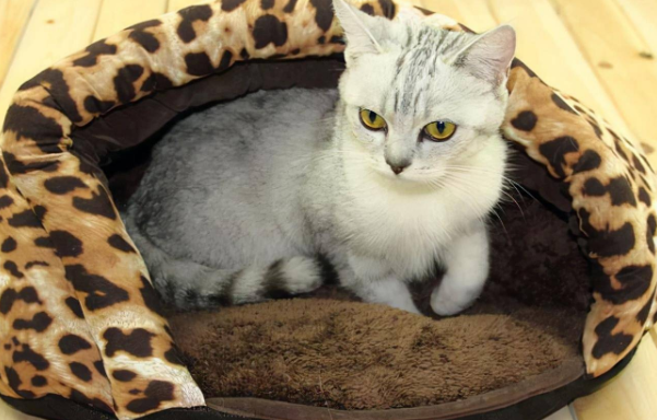 冬天需要猫窝吗 冬天需要猫窝吗
