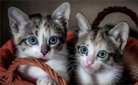 猫丢了怎么找