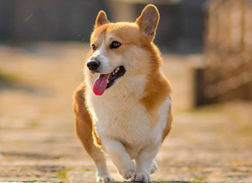 狗感冒月经一直不停怎么回事啊