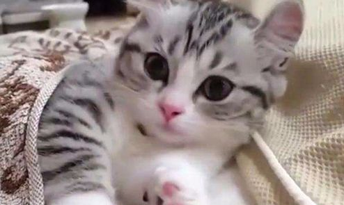 养猫二三事:猫窝臭了喷香水猫咪会中毒吗 养猫二三事:猫窝臭了喷香水猫咪会中毒吗