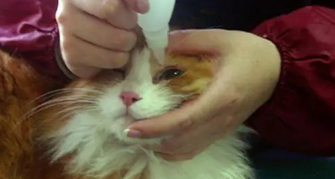 人用眼药水能给猫用吗 人用眼药水能给猫用吗