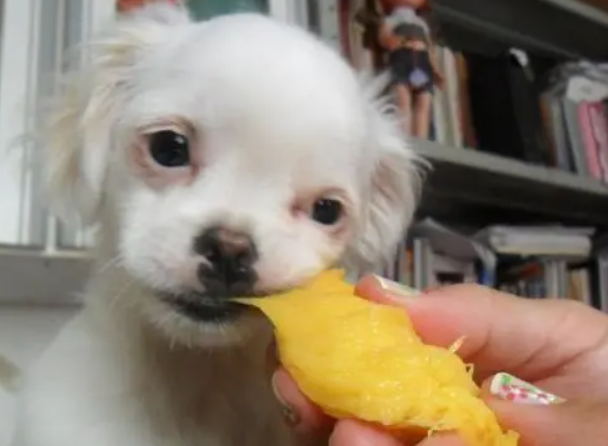 狗能吃菠萝蜜吗1”