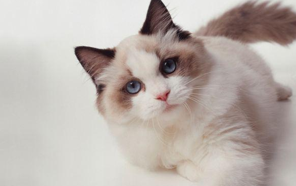 布偶猫吃什么猫粮好 布偶猫吃什么猫粮好