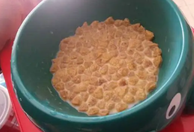 狗粮用开水泡还是温水