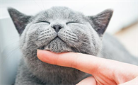 猫不缺吃喝一直冲我叫还蹭我怎么回事