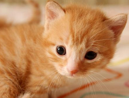 猫生小猫怎么帮助他 猫生小猫怎么帮助他