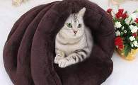 冬天猫窝怎么保暖