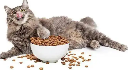 猫咪可以吃狗粮吗 猫咪可以吃狗粮吗
