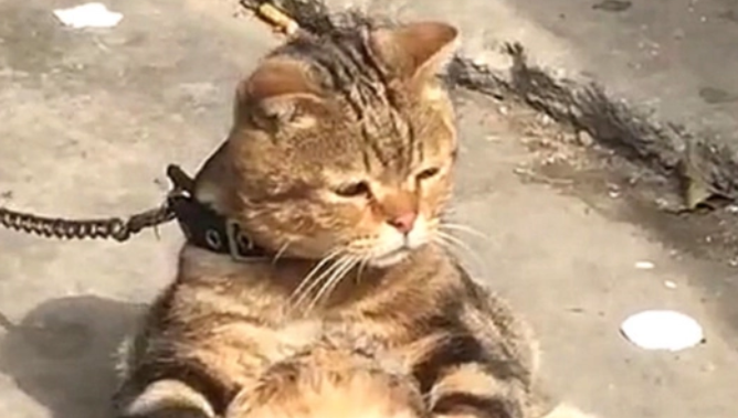猫咪寄养在乡下父母家,再见它时,心疼哭了 猫咪寄养在乡下父母家,再见它时,心疼哭了