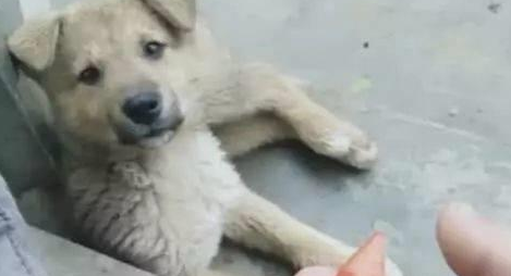 小土狗吃烤鸡翅，这么好的货，两口就啃个精光！