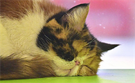 猫什么时候做驱虫合适