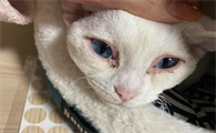 猫得了疝气能活多久