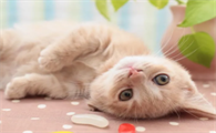 猫咪毛囊发炎怎么治