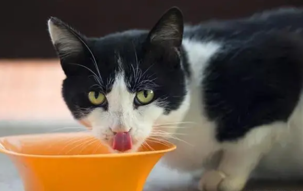 猫粮如何储存