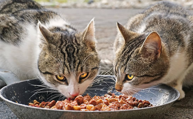 狗零食和猫零食的区别