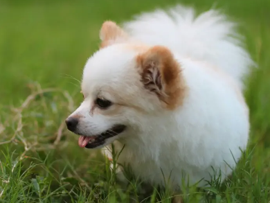 为什么狗狗的肚子好烫？看完你就明白了！