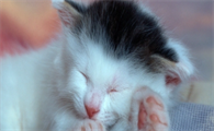四个月大的猫相当于人类多少岁