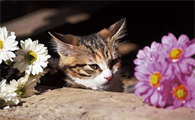猫咪打喷嚏带血是怎么回事啊