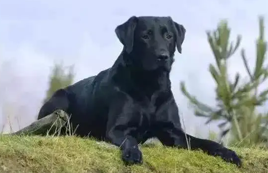 五黑犬容易买到吗