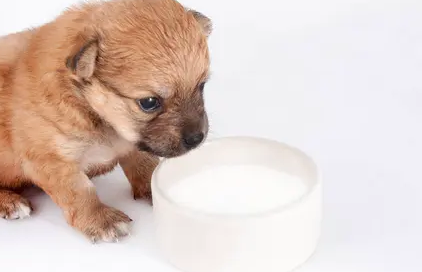 萌宠小科普：小狗能喝牛奶粉吗？