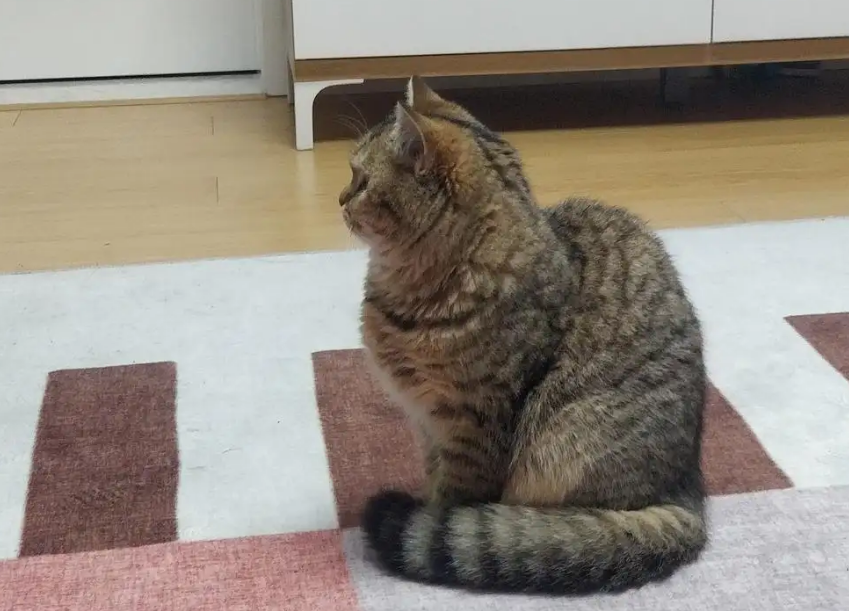 为什么感觉猫有点驼背 为什么感觉猫有点驼背