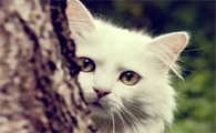 猫猫软便的原因有哪些