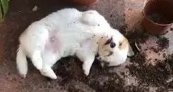 帮闺蜜照顾小奶狗,1小时后看到眼前一幕,网友想绝交……