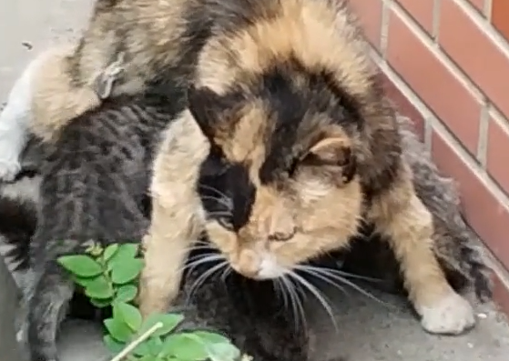流浪猫护崽心切，对网友蓄势待发