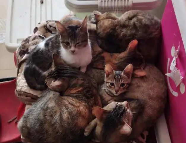 猫突然不吃猫粮了,这是为什么?需要换猫粮吗? 猫突然不吃猫粮了,这是为什么?需要换猫粮吗?