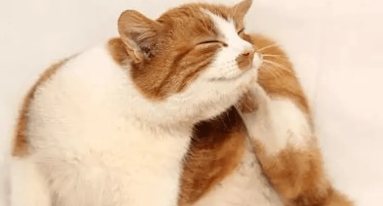 猫咪挠耳朵是怎么回事啊 猫咪挠耳朵是怎么回事啊