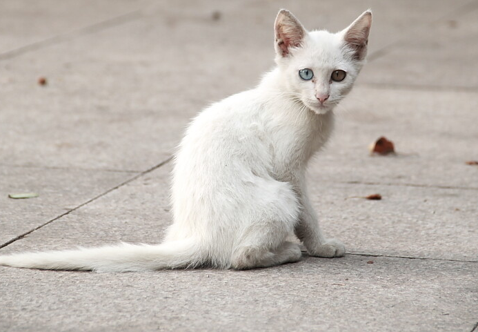 流浪猫吃什么牌子猫粮