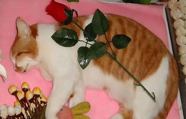 埋葬猫咪的忌讳 埋葬猫咪的忌讳