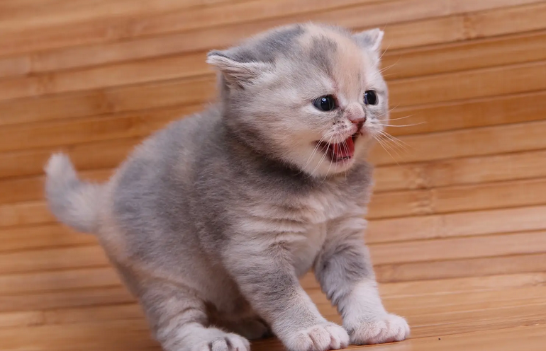 猫咪上嘴唇肿了是什么原因