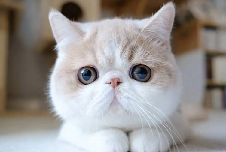 猫咪闻东西为什么突然张开嘴呼吸 猫咪闻东西为什么突然张开嘴呼吸
