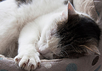 猫运动量过大的后果有哪些