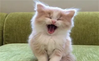公猫绝育后一直走来走去的正常吗？
