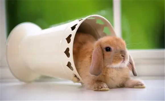 宾尼垂耳兔要磨牙吗？快来看看吧
