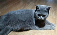 母猫什么时候发情